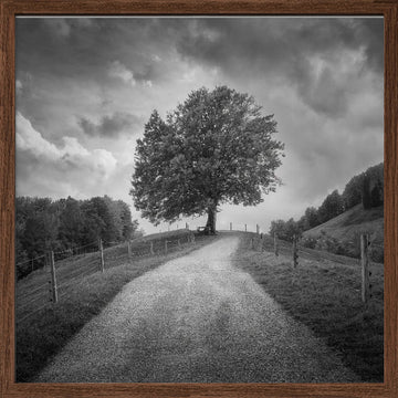 Winding Path Lone Tree | Poster - Walnut Frame Interior