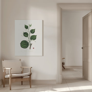 Lmilax Larsaparilla  Medical Botany | Canvas - Room Interior 1