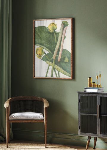 Spatterdock From North American Wildflowers (1925) By Mary Vaux Walcott. | Poster - Room Interior 2