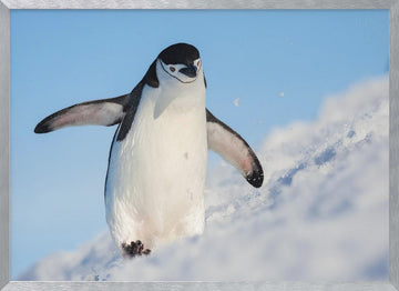 Playful Penguin Slide | Poster - Silver Frame Interior