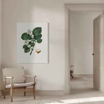 Poison Nu (strychnos Nux Vomica) Medical Botany | Canvas - Room Interior 1