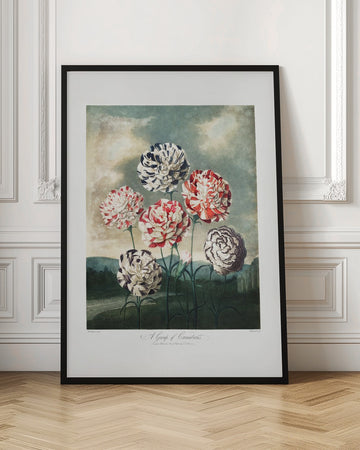 A Group of Carnations from The Temple of Flora (1807) | Poster - Room Interior 1