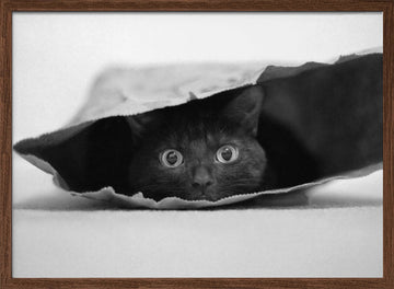 Curious Black Cat | Poster - Walnut Frame Interior