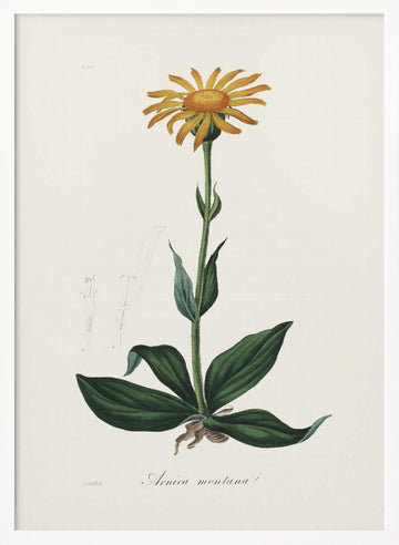 Mountain Arnica (arnica Montana) Medical Botany | Poster - White Frame Interior