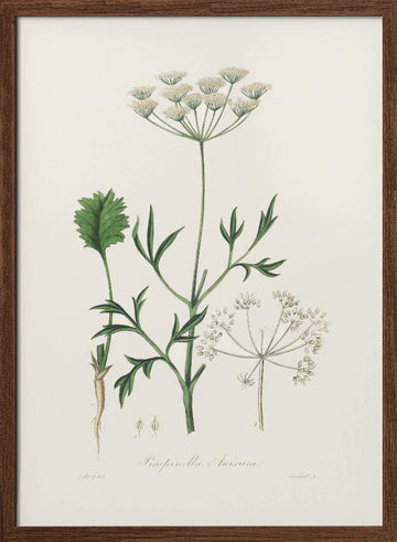 Aniseed (pimpinella Anisum) Medical Botany | Poster - Walnut Frame Interior