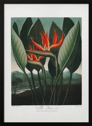 The Queen–Plant from The Temple of Flora (1807) | Poster - Black Metal Frame Interior