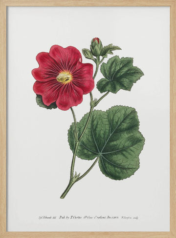 Alcea Rosea 1815   Flower Garden Displayed By Francis Sansom | Poster - Wood Frame Interior