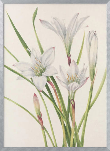 Atamasco Lily From North American Wildflowers (1925) By Mary Vaux Walcott | Poster - Silver Frame Interior