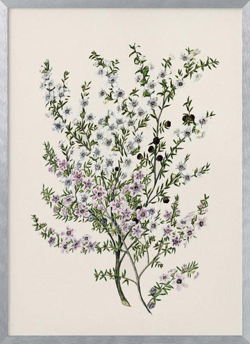 Manuk Drawn By Sarah Featon(1848   1927) | Poster - Silver Frame Interior