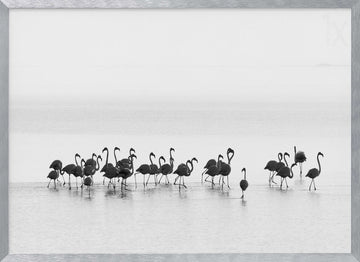Graceful Flamingos Wading | Poster - Silver Frame Interior