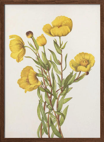 Bushpoppy From North American Wildflowers (1925) By Mary Vaux Walcott | Poster - Walnut Frame Interior