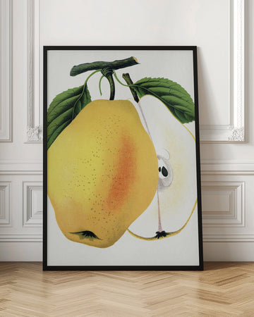 Kiefer's Hybrid Pear Lithograph | Poster - Room Interior 1