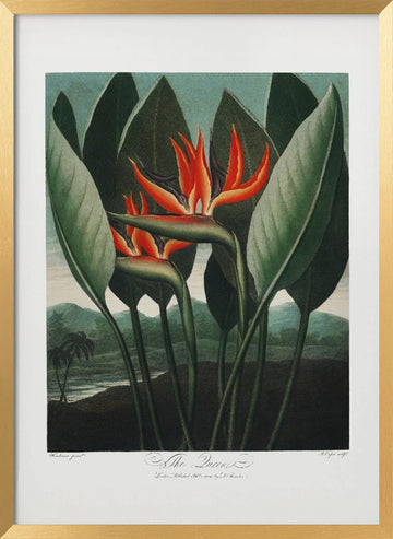 The Queen–Plant from The Temple of Flora (1807) | Poster - Gold Frame Interior