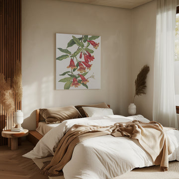 Crossvine From North American Wildflowers (1925) By Mary Vaux Walcott | Canvas - Room Interior 2