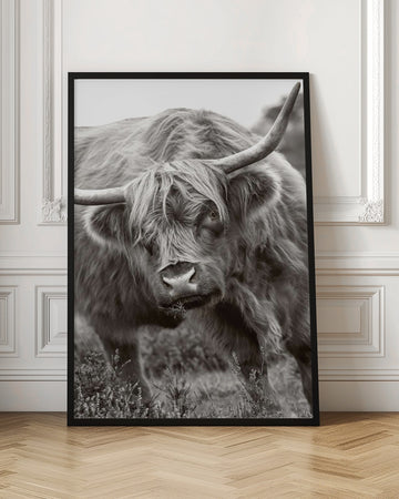 Majestic Highland Cow | Poster - Room Interior 1