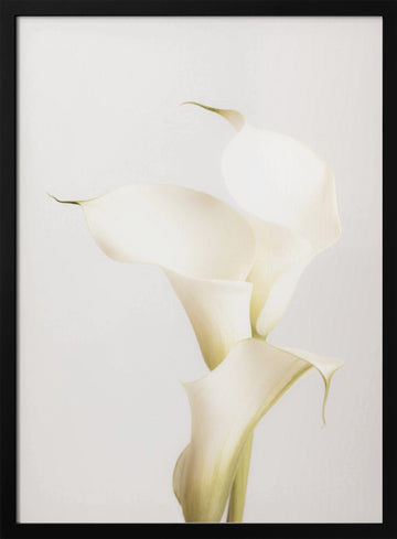 Elegant Calla Lilies | Poster - Black Frame Interior