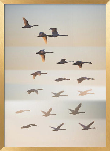 Swans in Golden Light | Poster - Gold Frame Interior