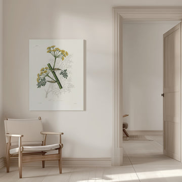 Ferula Persica Medical Botany | Canvas - Room Interior 1