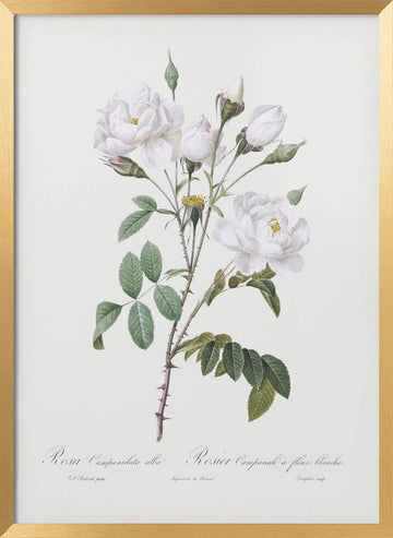 Rosa Gallica Pontiana, Les Roses (1817–1824) | Poster - Gold Frame Interior