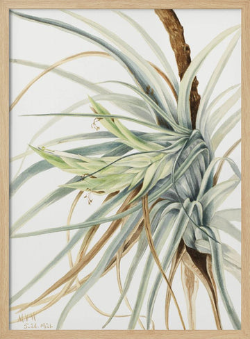 Wild Pineapple (1921) | Poster - Wood Frame Interior