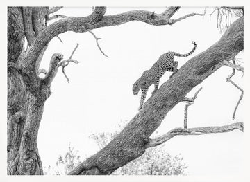 Tree Climbing Leopard | Poster - White Frame Interior