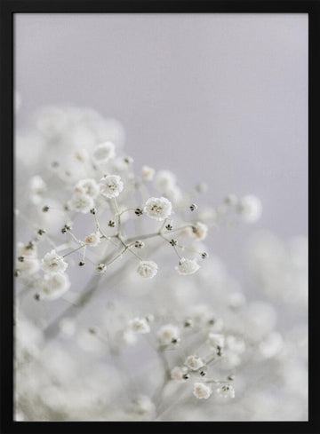 White Breath Flowers | Poster - Black Metal Frame Interior