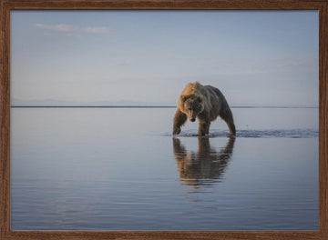 Majestic Bear Reflection | Poster - Walnut Frame Interior