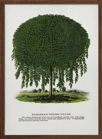 Kilmarnock Weeping Willow Tree Lithograph | Poster - Walnut Frame Interior