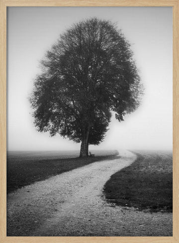Foggy Path Lone Tree | Poster - Wood Frame Interior