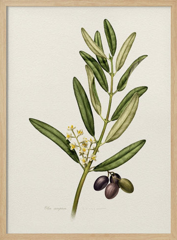 Olive Branch With Fruit | Poster - Wood Frame Interior