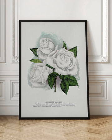 White Rose, Coquette Des Alps Lithograph | Poster - Room Interior 1