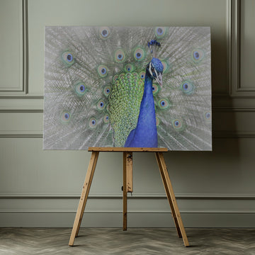 Majestic Peacock Display | Canvas - Room Interior 1