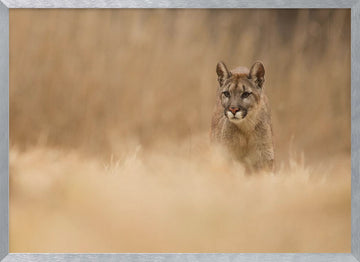 Cougar in Golden Grass | Poster - Silver Frame Interior