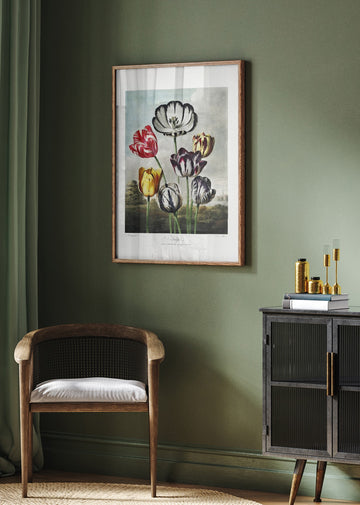 Tulips from The Temple of Flora (1807) | Poster - Room Interior 2