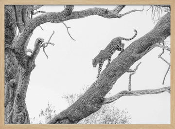 Tree Climbing Leopard | Poster - Wood Frame Interior
