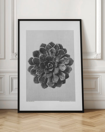 Margined Pyramidal Saxifrage | Poster - Room Interior 1