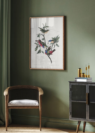 Painted Finch From Birds of America (1827) | Poster - Room Interior 2