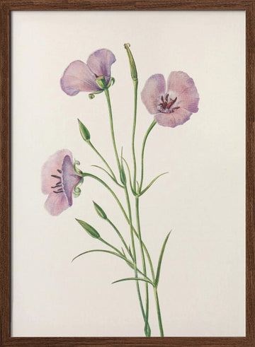 Lilac Mariposa From North American Wildflowers (1925) By Mary Vaux Walcott | Poster - Walnut Frame Interior