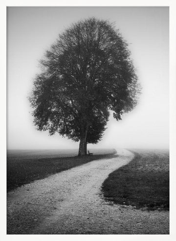 Foggy Path Lone Tree | Poster - White Frame Interior
