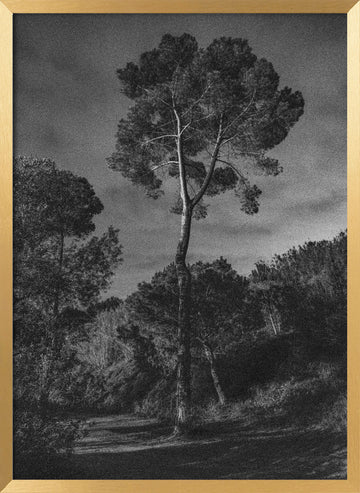 Dramatic Lone Tree | Poster - Gold Frame Interior