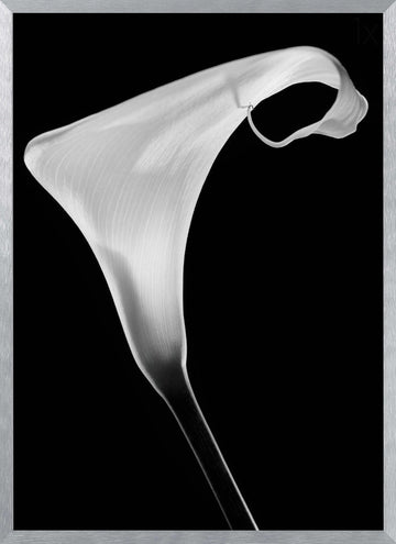 Elegant Calla Lily | Poster - Silver Frame Interior