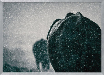 Elephants In The Rain | Poster - Silver Frame Interior