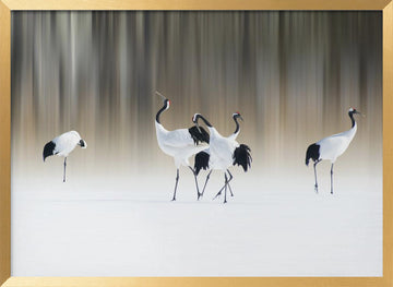 Graceful Cranes in Snow | Poster - Gold Frame Interior