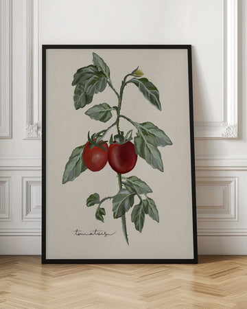 Ripe Tomatoes On Vine | Poster - Room Interior 1