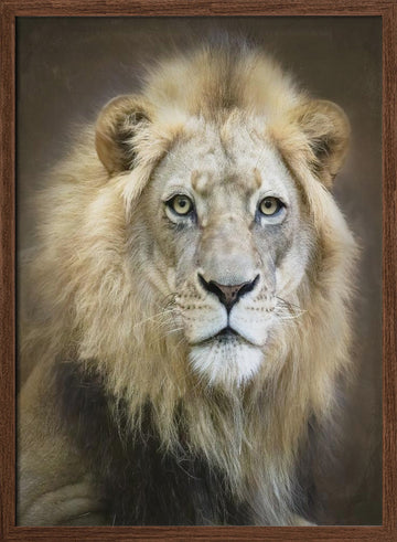 Majestic Lion Gaze | Poster - Walnut Frame Interior