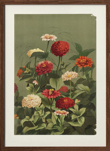 Zinnias By Ellen Thayer Fisher | Poster - Walnut Frame Interior