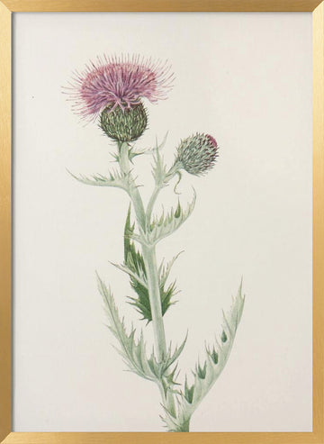 Prairie Thistle From North American Wildflowers (1925) By Mary Vaux Walcott. | Poster - Gold Frame Interior