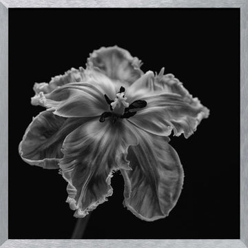 Elegant Monochrome Tulip | Poster - Silver Frame Interior