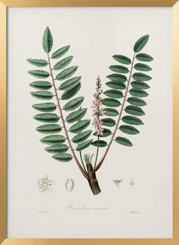Boswellia Serrata Medical Botany | Poster - Gold Frame Interior