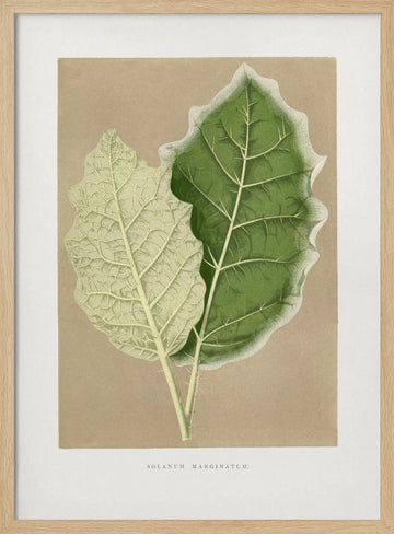 Green Solanum Marginatum Leaf Illustration | Poster - Wood Frame Interior